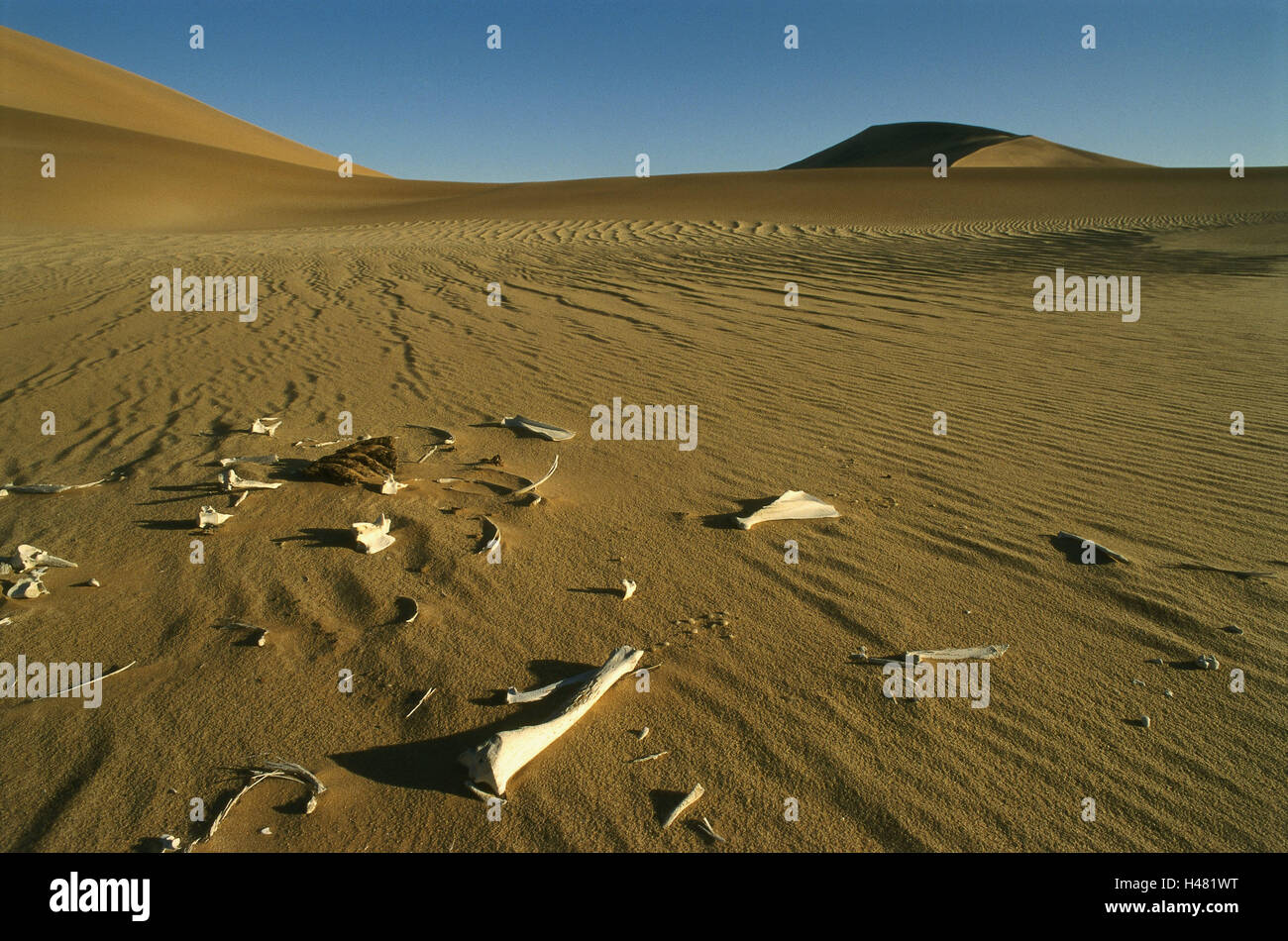 La Namibia, Namib, deserto paesaggio, scheletro, dune, sabbia, Rippelmarken, Africa Sud-ovest, Africa deserto di sabbia e dune di sabbia, campioni, linee Rippeln, wave scanalature, campioni d'onda, paesaggi selvaggi, paesaggi di dune, animale, cadavere, lo scheletro di animale, lo scheletro, osso, cadavere animale, muore muore, Sete è morto, morte, letale, soffia via la sete, life-hostilely, transitoriness, rimane, calore secco, larghezza, distanza, silenzio e solitudine, nessuno, Foto Stock