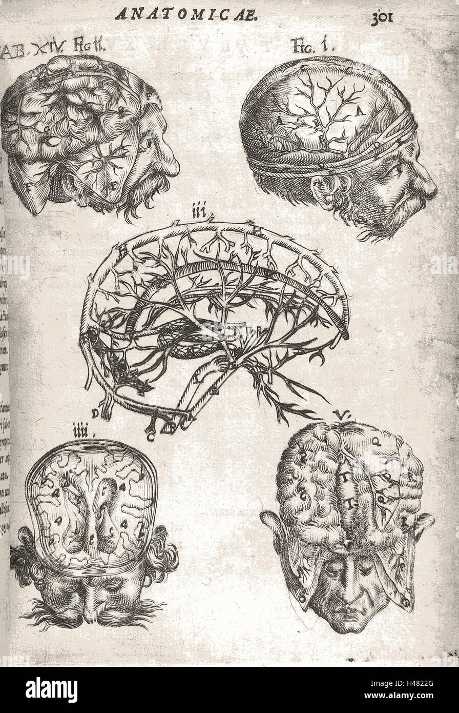 Illustrazione del cervello Foto Stock