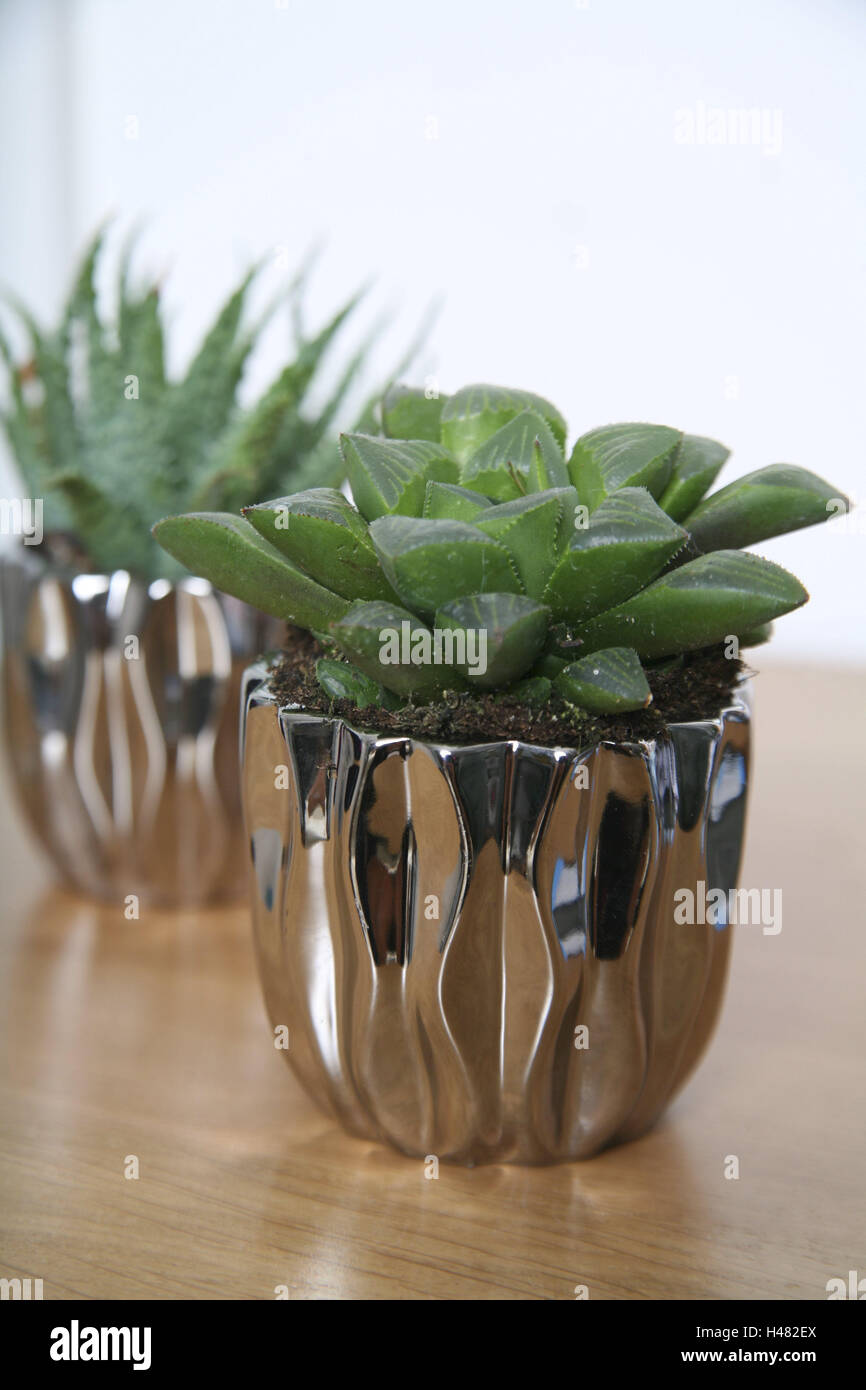 Vaso di fiori, piante succulente, impianto indoor, verde, pot, titolare, metallo, foglie, brillantemente, spessa-carnosa, carnosa, atmosfera, decorazione, pianta selvatica, Vaso di fiori, piante verdi, due per il risparmio di acqua, Foto Stock