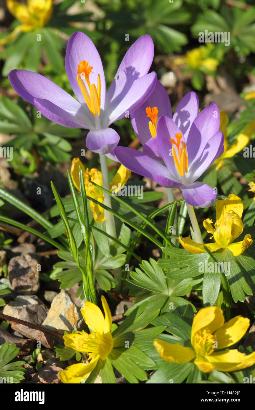 La molla di crochi e Winterling, Foto Stock