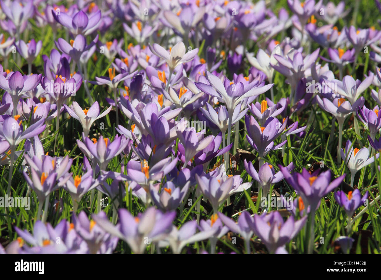 La molla di crochi, Foto Stock