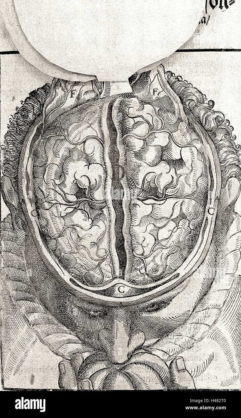 Illustrazione della dura madre e cervello dal di sopra, 16 c. Foto Stock
