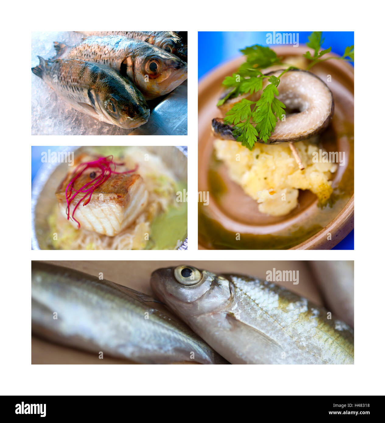 Vari piatti di pesce e ricette su un collage Foto Stock