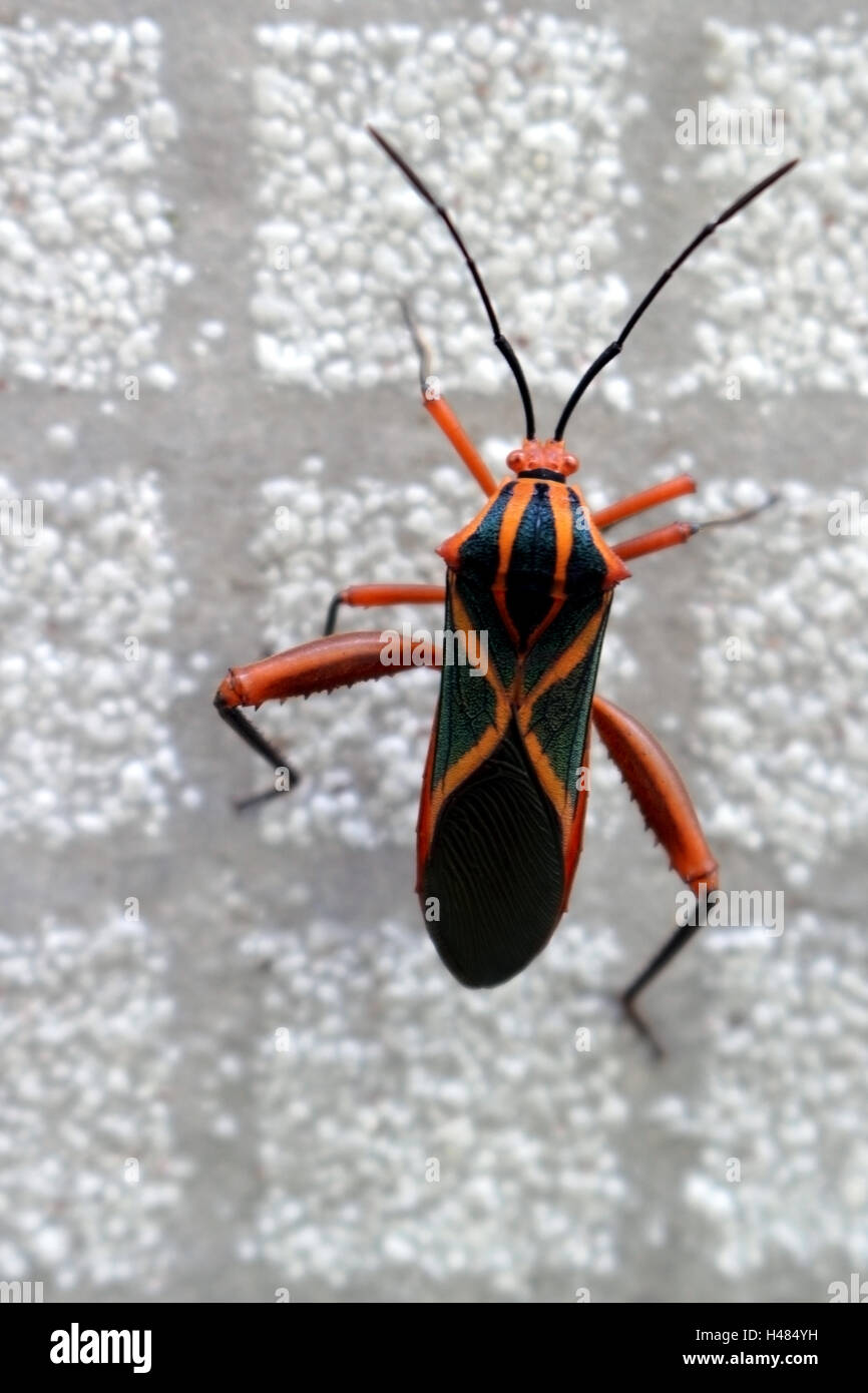 Questo bug nero w/ arancione X linee (Machtima crucigera) passeggiate sul grigio di una piastrella ceramica al posto di un albero di acerola (Barbados cherry) Foto Stock