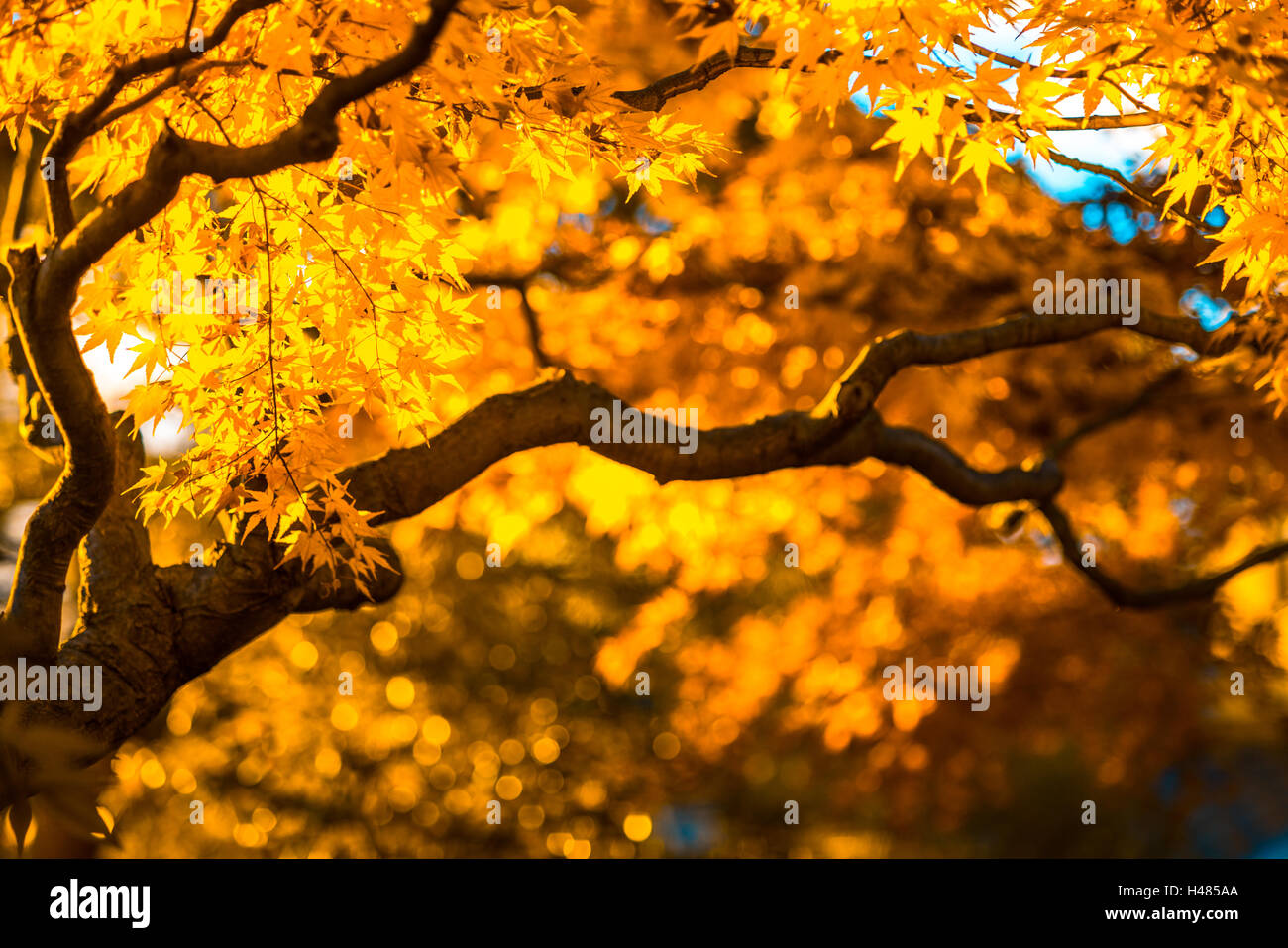 Autumn Tree, molto superficiale la messa a fuoco Foto Stock