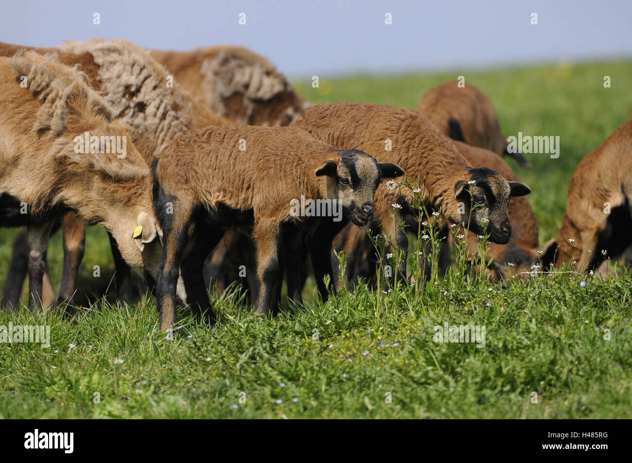 Camerun pecore e agnelli ovini domestici, Ovis orientalis aries, Foto Stock