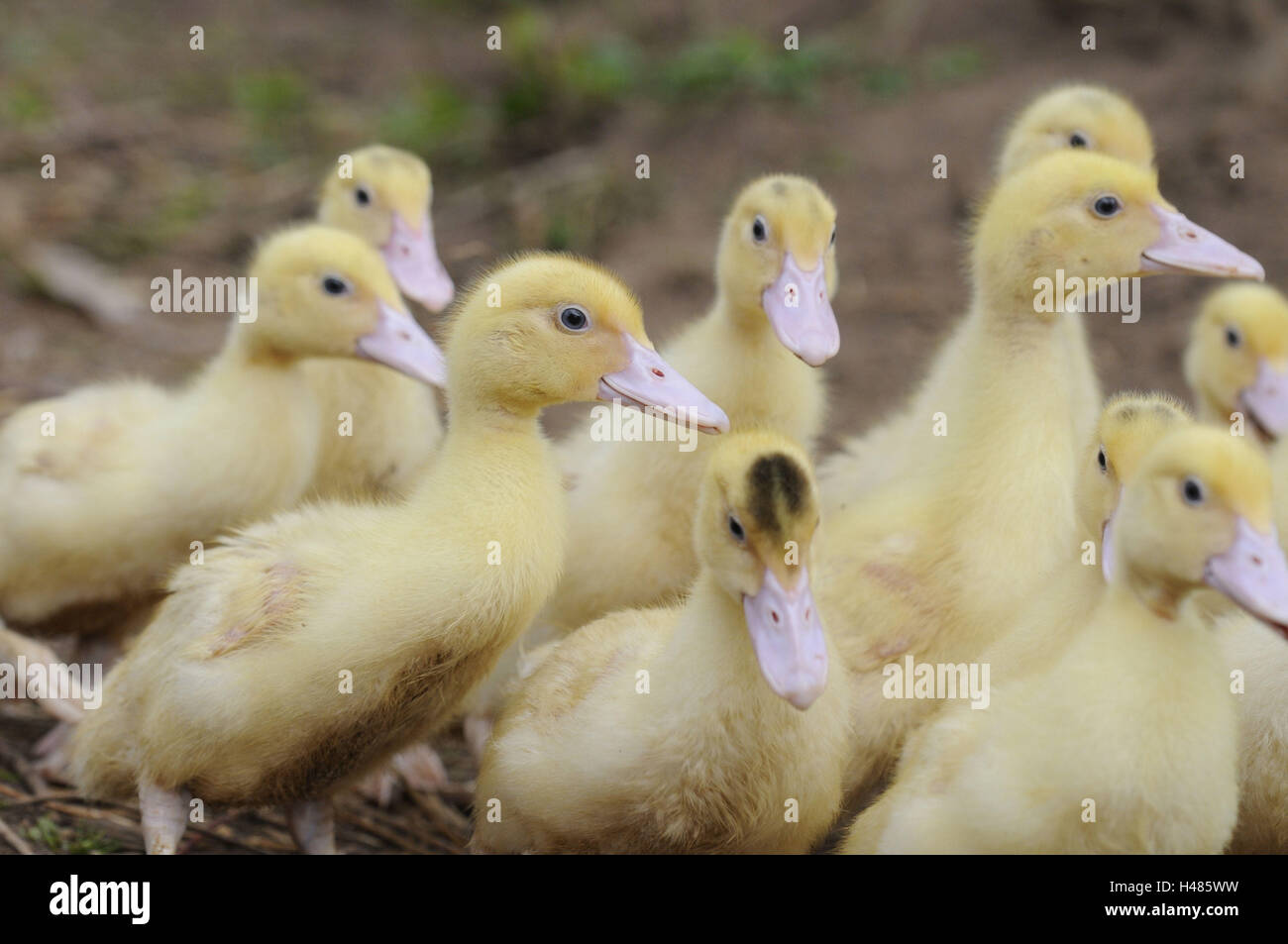 Le anatre domestiche, Anas platyrhynchos f. domestica, pulcini, Foto Stock