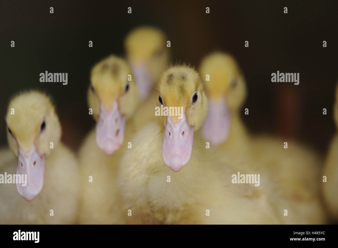 Le anatre domestiche, Anas platyrhynchos f. domestica, pulcini, ritratto, guardando la telecamera, Foto Stock