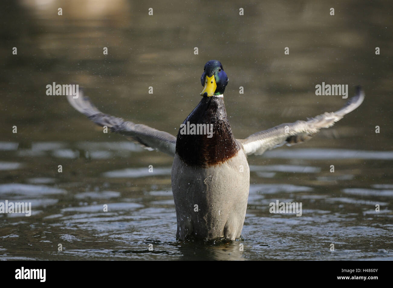 Il Germano Reale, Anas platyrhynchos, drake, acqua, agitando, vista frontale Foto Stock Il Germano Reale, Anas platyrhynchos, drake, acqua, agitando, vista frontale Foto Stock