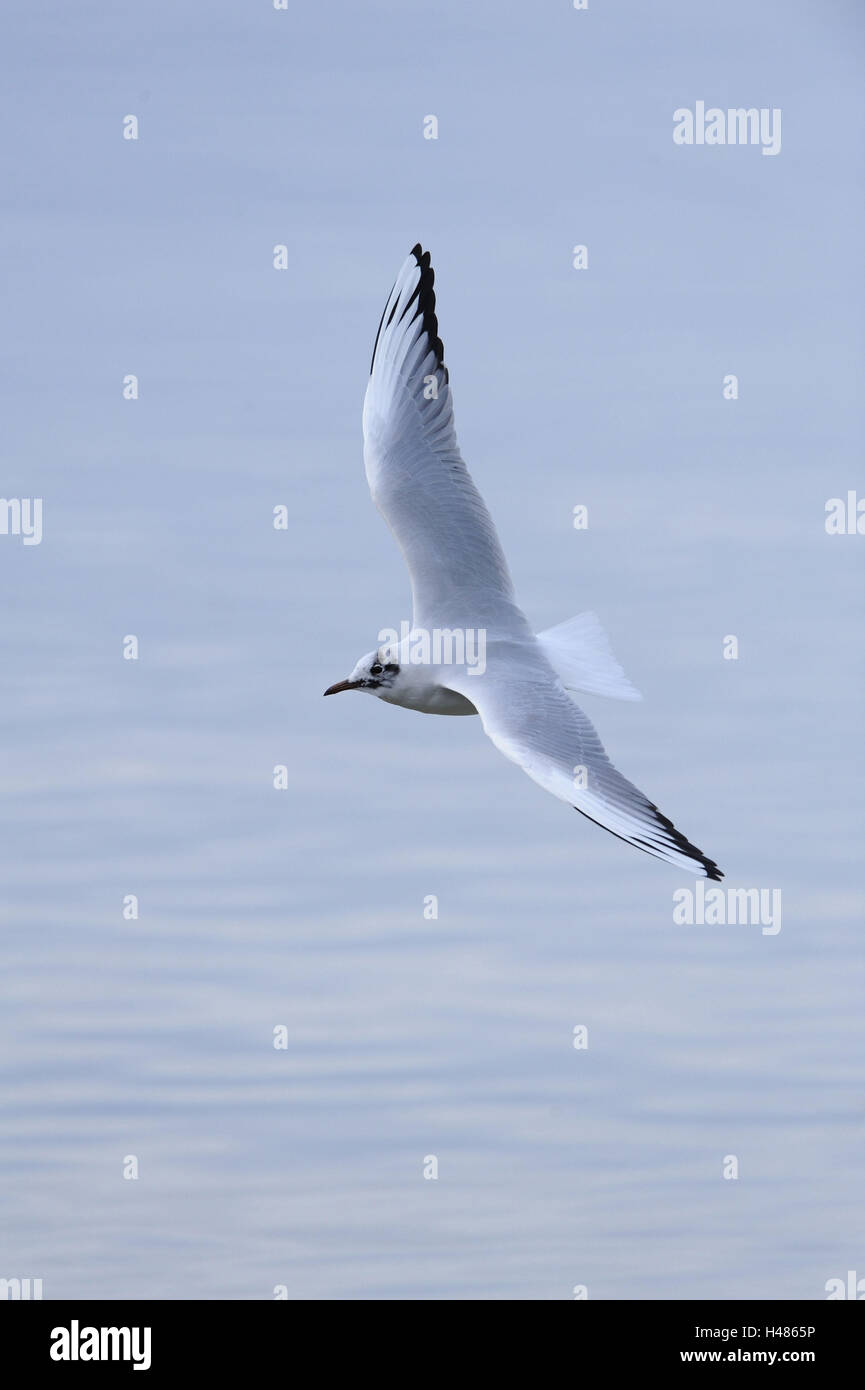 A testa nera gabbiano, Chroicocephalus ridibundus, Foto Stock A testa nera gabbiano, Chroicocephalus ridibundus, Foto Stock