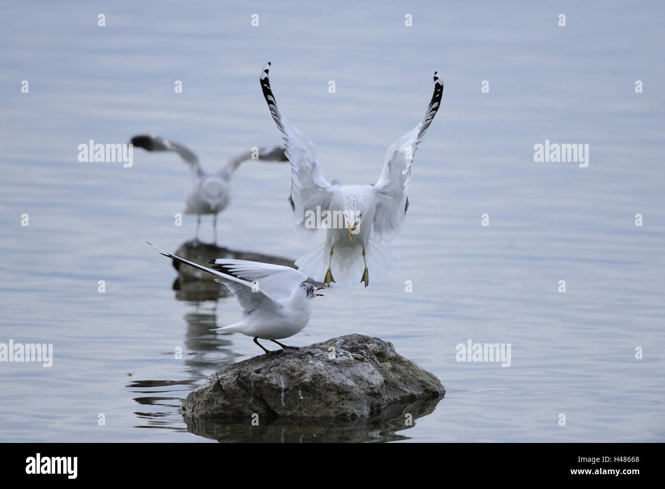 Aringa europea gabbiano, Larus argentatus, nero-headed gull, Larus ridibundus, Foto Stock Aringa europea gabbiano, Larus argentatus, nero-headed gull, Larus ridibundus, Foto Stock