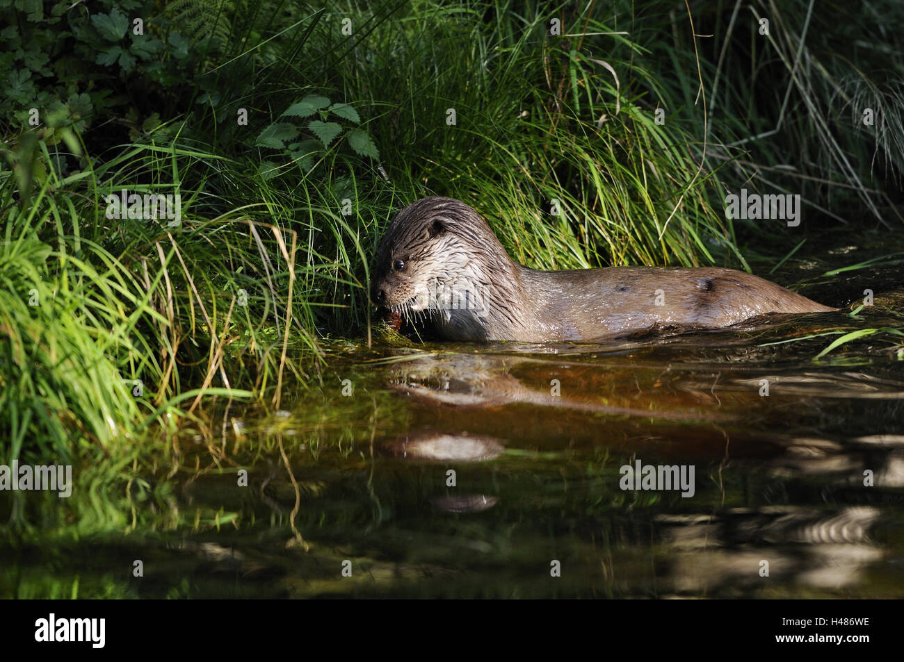 Lontra europea, Lutra lutra lutra Foto Stock