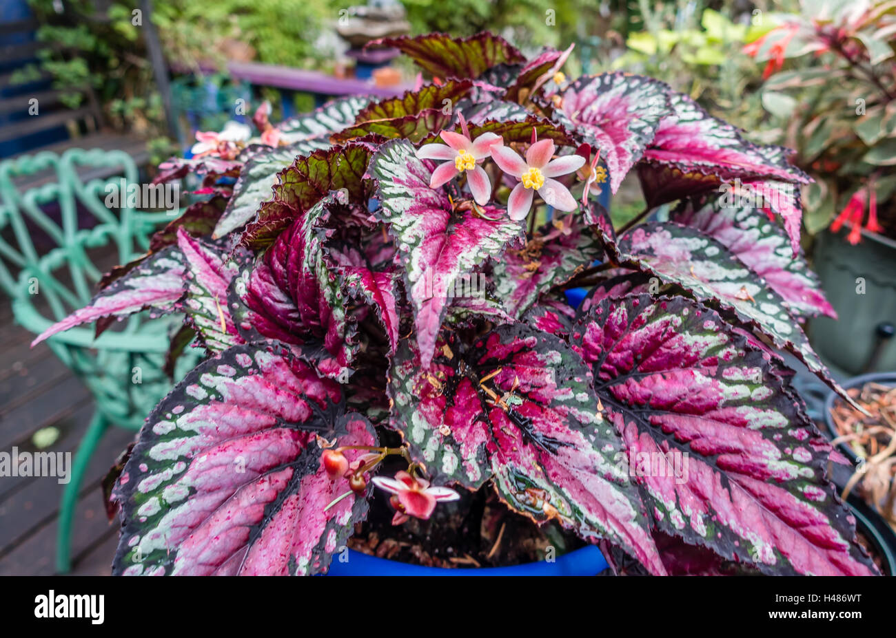 Primo piano di una fioritura di Begonia Rex. Macro shot. Foto Stock