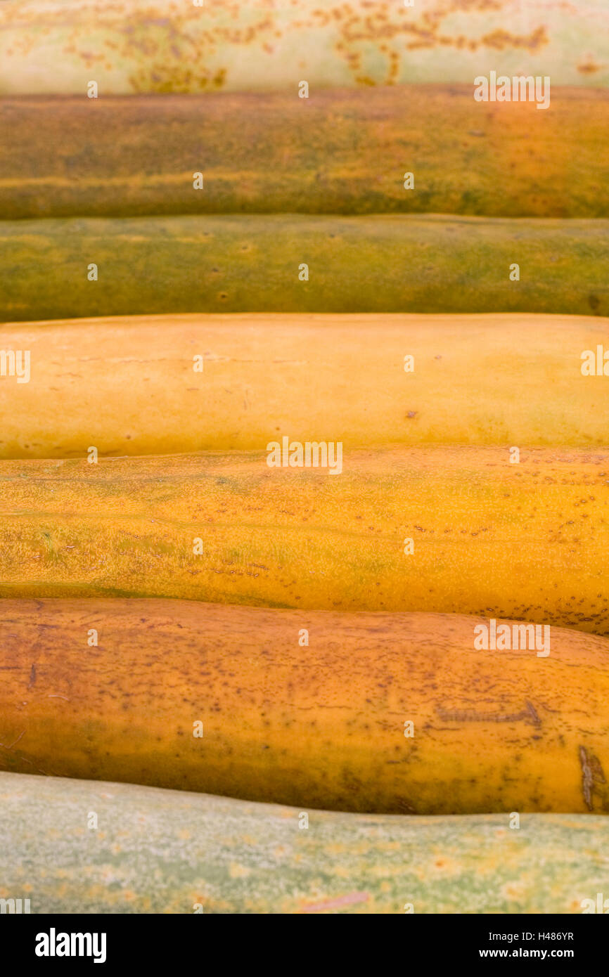 Cucumis sativus. Cetriolo gigante pattern. Foto Stock