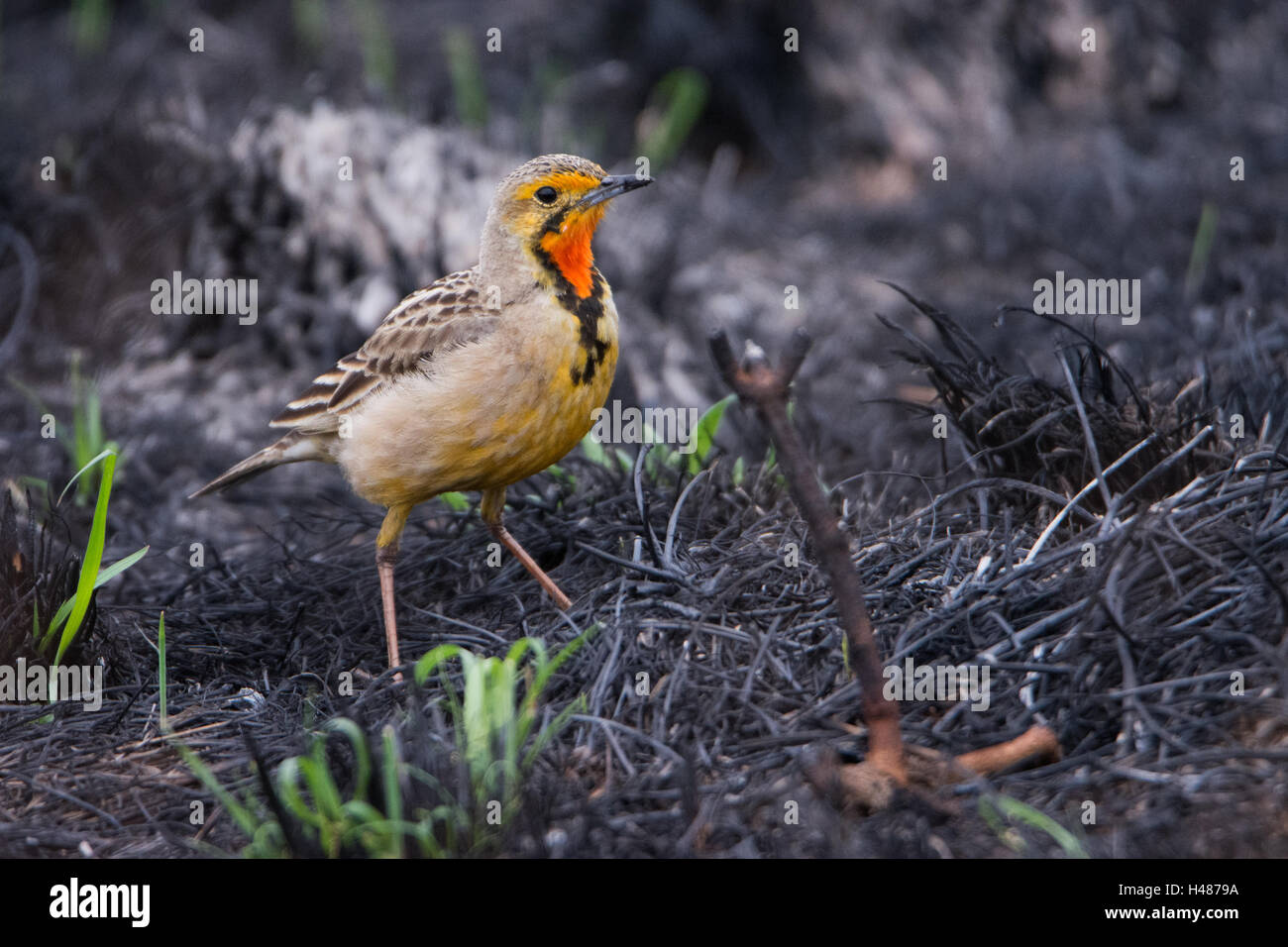 Cape Longclaw - Rietvlei Riserva Naturale, Pretoria, Sud Africa Foto Stock