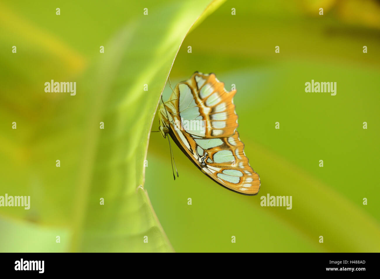 Malachite butterfly, Siproeta stelenes, Foto Stock Malachite butterfly, Siproeta stelenes, Foto Stock