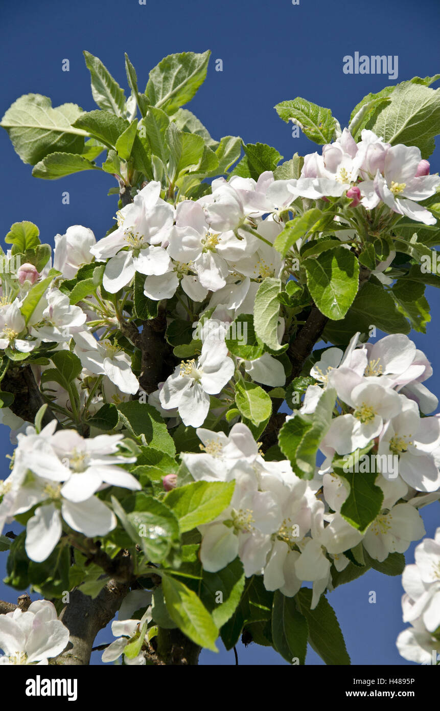 Apple blossoms, bianco, medium close-up, Foto Stock