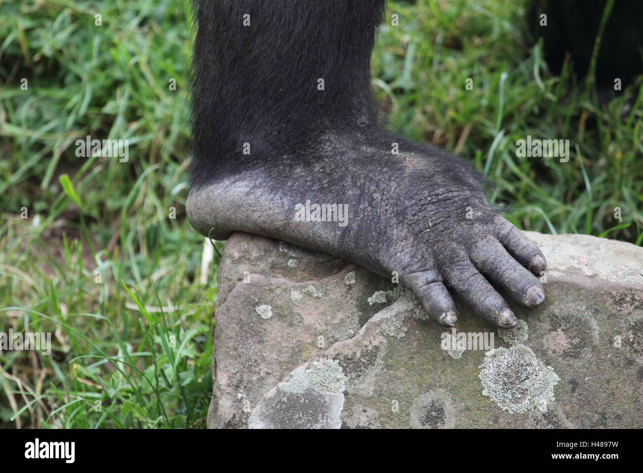 Pianura gorilla piede sulla pietra, Foto Stock
