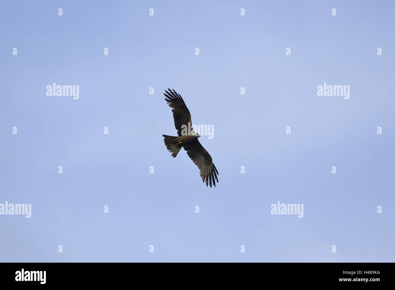Schwarzmilan, Milvus migrans, volare, cielo, Foto Stock