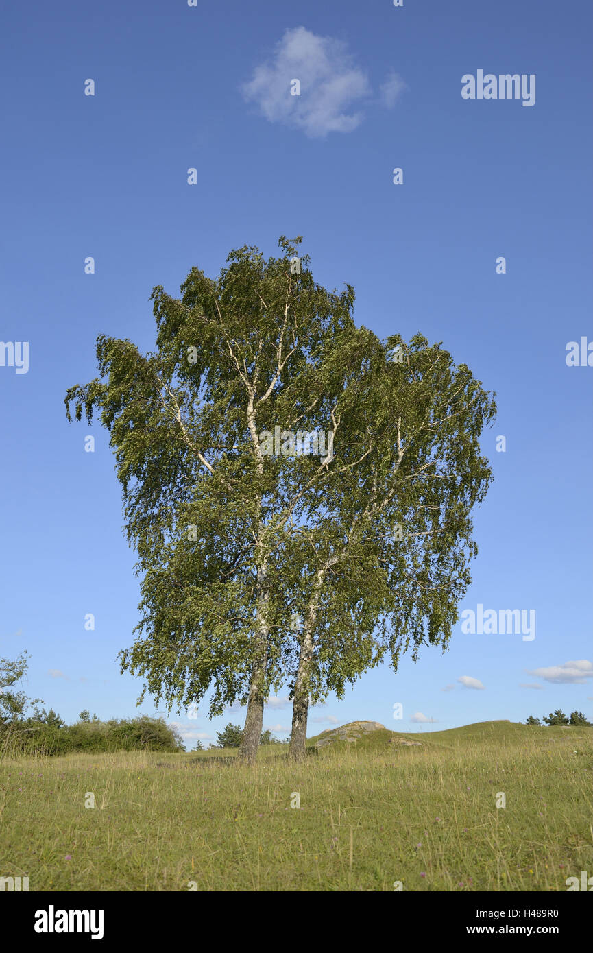 Argento betulle Betula pendula, alberi, Foto Stock