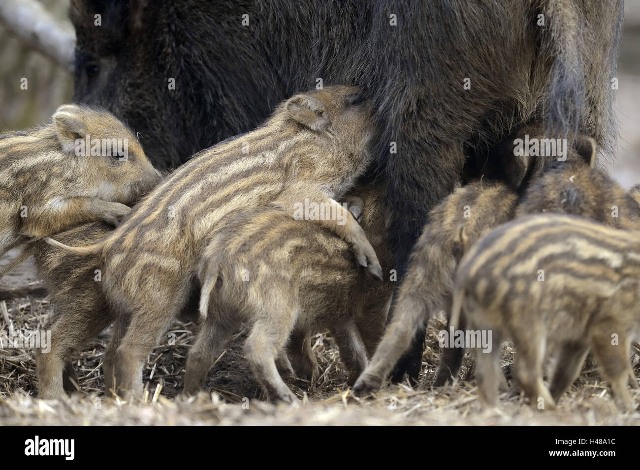 Cinghiali Porcellini, bere, madre animale, Foto Stock