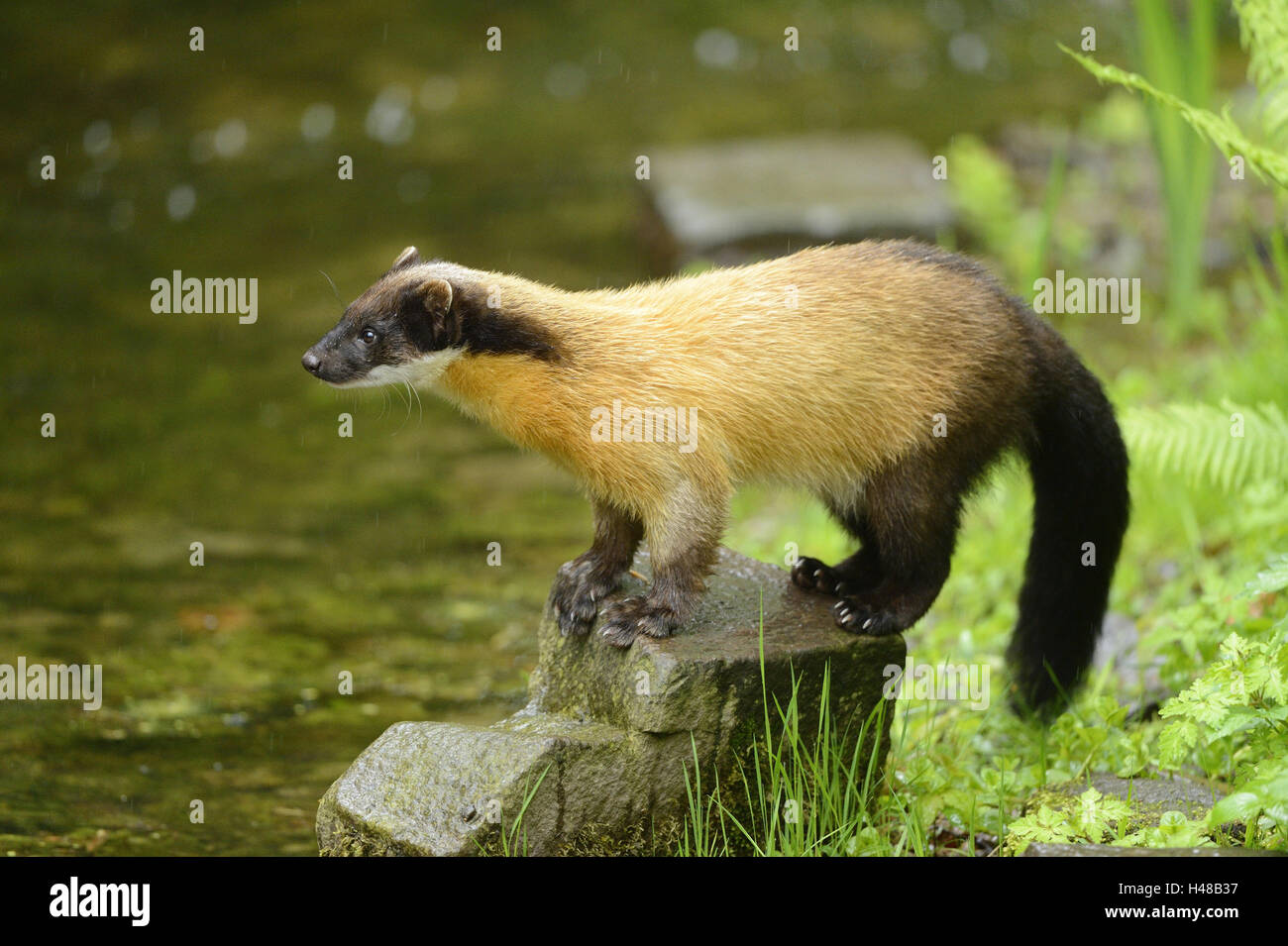 Colorata, Martens Martes flavigula, pietra, a lato, stand, Foto Stock