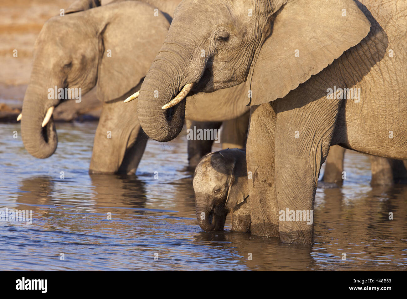 Gli elefanti africani a bere acqua, Foto Stock