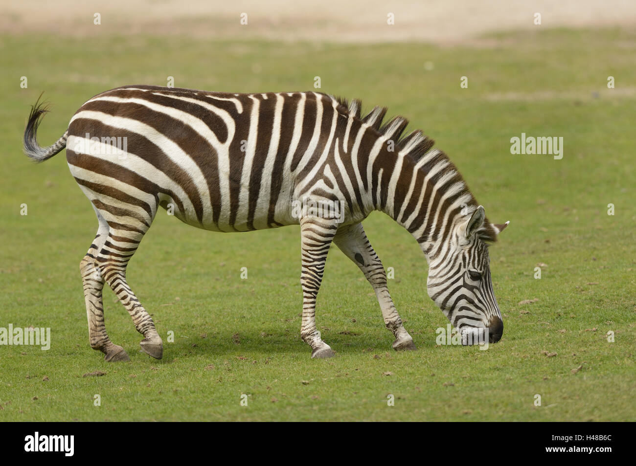 Böhm zebra, Equus burchellii boehmi, a lato, stand, Foto Stock