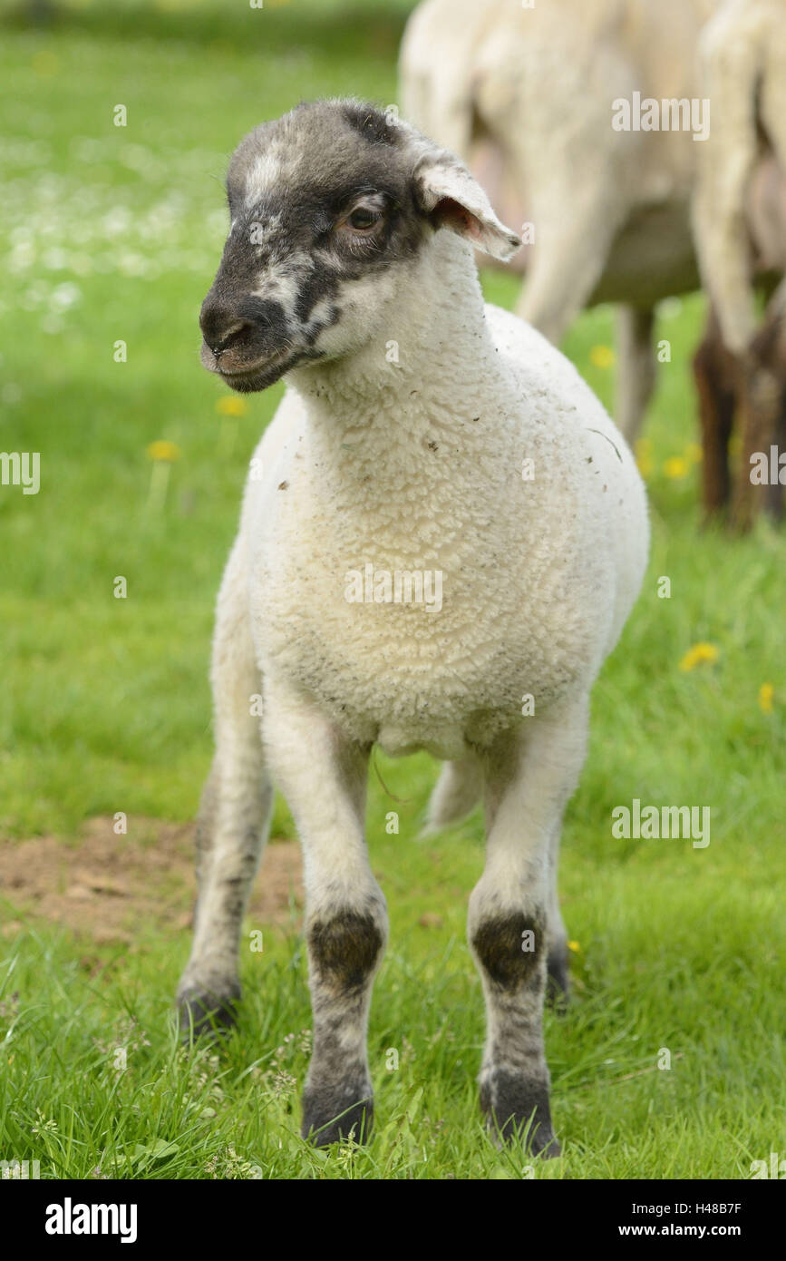 Gli animali domestici delle specie ovina, Ovis orientalis aries, giovane animale, in piedi, prato, Foto Stock