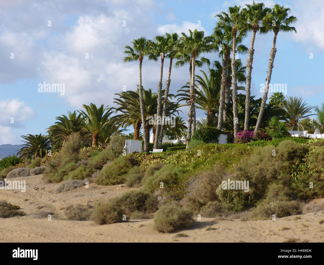 Grano Canaria, palme in ingresso alla riserva naturale Dunas de Maspalomas, Foto Stock