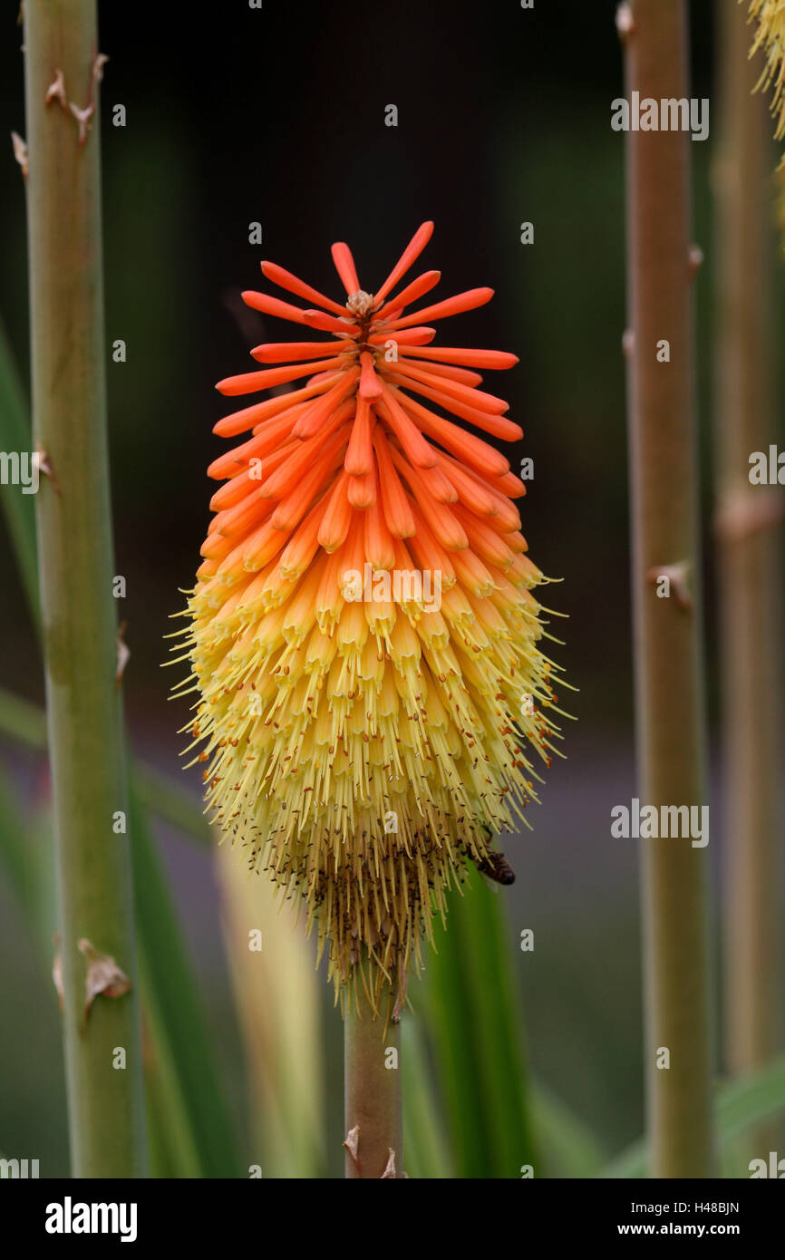 Torcia lily, blossom, medium close-up, Foto Stock