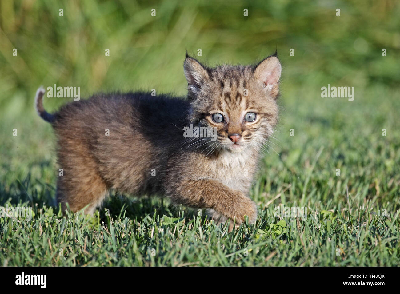 Rosso, Lynx Lynx rufus, giovane animale, prato, Minnesota, USA, Foto Stock