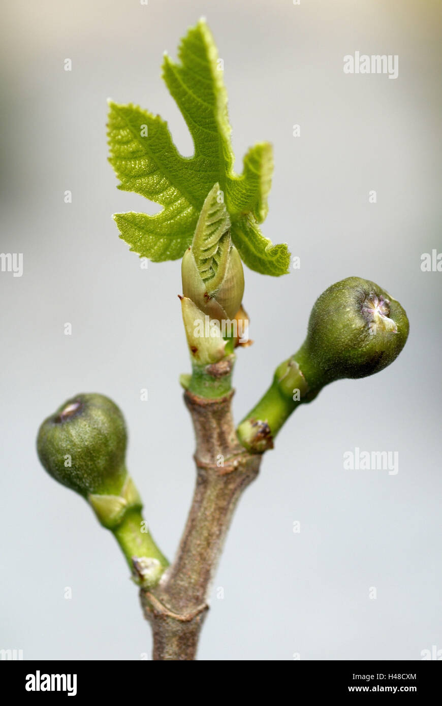 Vile, Ficus carica, Bud, la lamella, ramo, verde Foto Stock