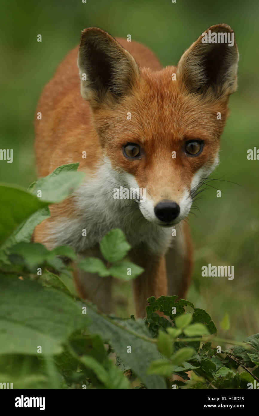 Una caccia volpe (Vulpes vulpes). Foto Stock