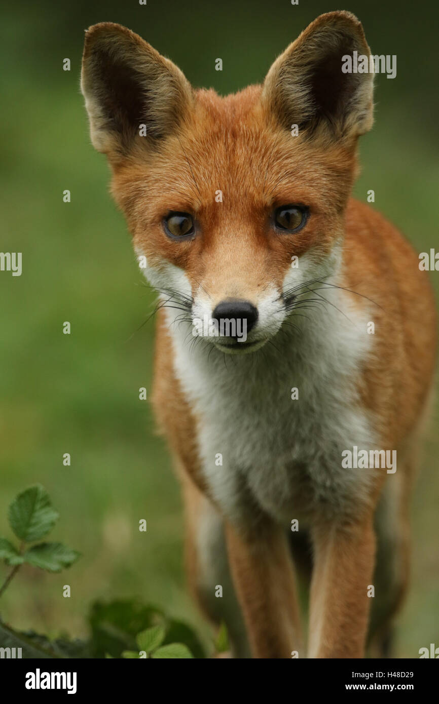 Una caccia volpe (Vulpes vulpes). Foto Stock