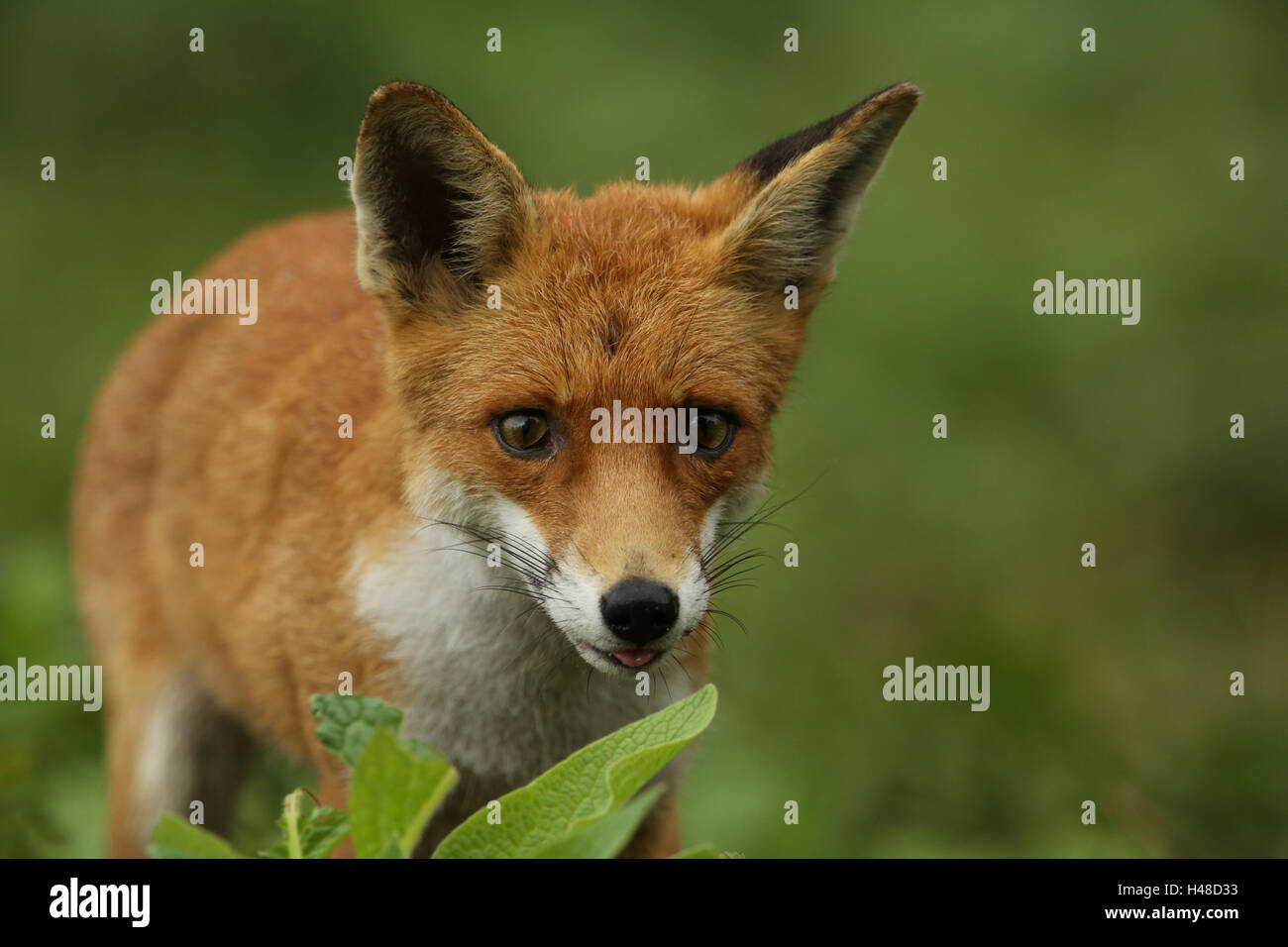 Una caccia volpe (Vulpes vulpes). Foto Stock