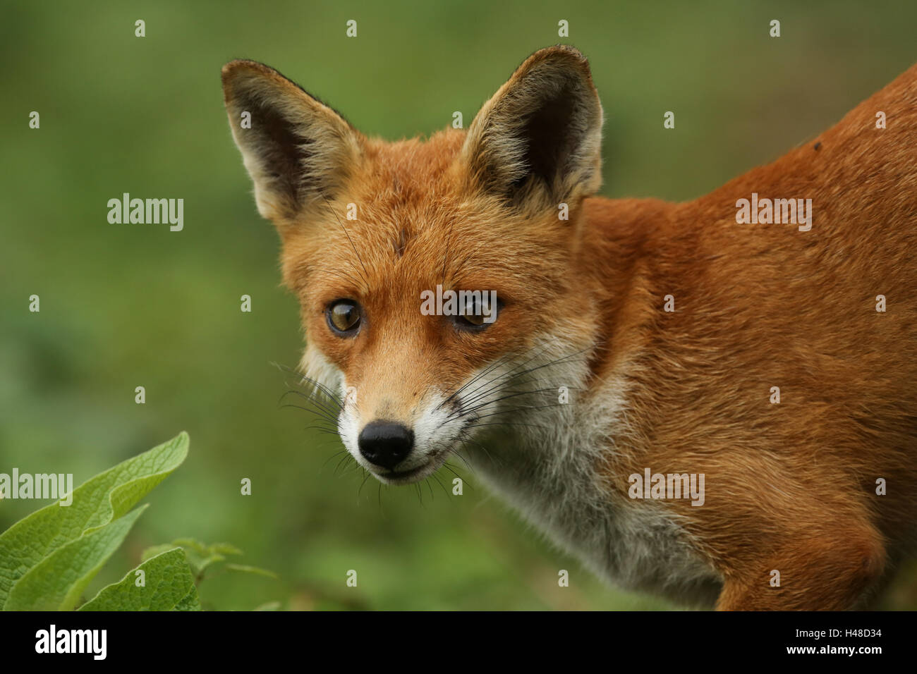 Una caccia volpe (Vulpes vulpes). Foto Stock