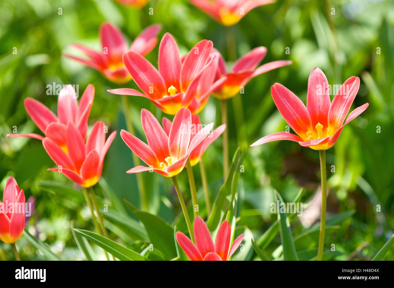 Aiuola, bee nell'approccio su tulipani rossi, Foto Stock