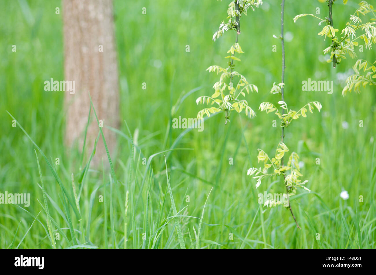 La pagoda giapponese albero, Styphnolobium japonicum, rami, pendenti, close-up, prato, dettaglio Foto Stock