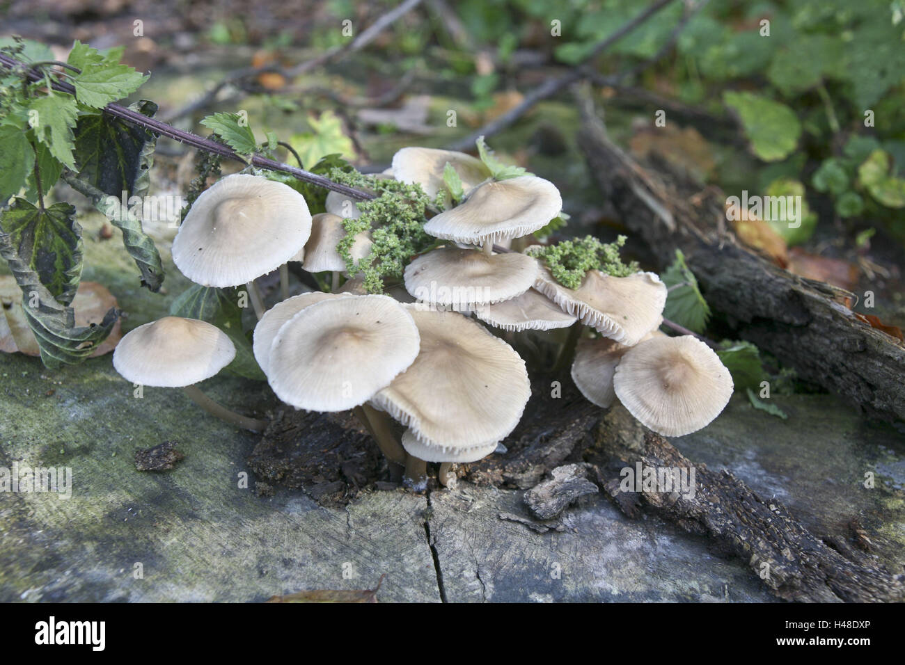 Ceppo di albero, funghi, medium close-up, Foto Stock Ceppo di albero, funghi, medium close-up, Foto Stock