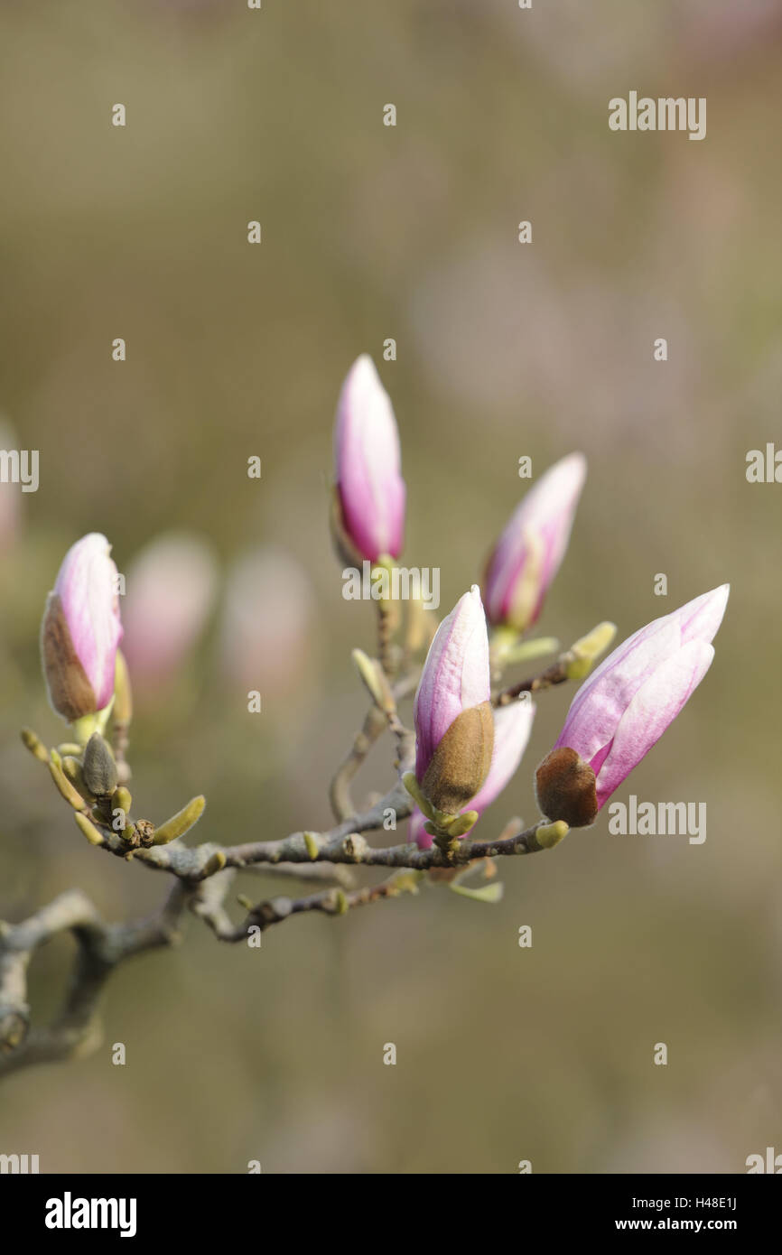 Peach-tree, forcella, fioriture, Foto Stock