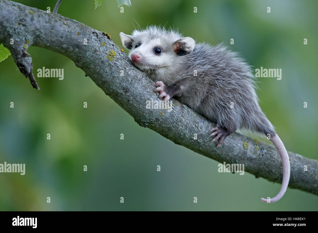 North American opossum, Didelphis virginiana, giovane animale, diramazione Foto Stock