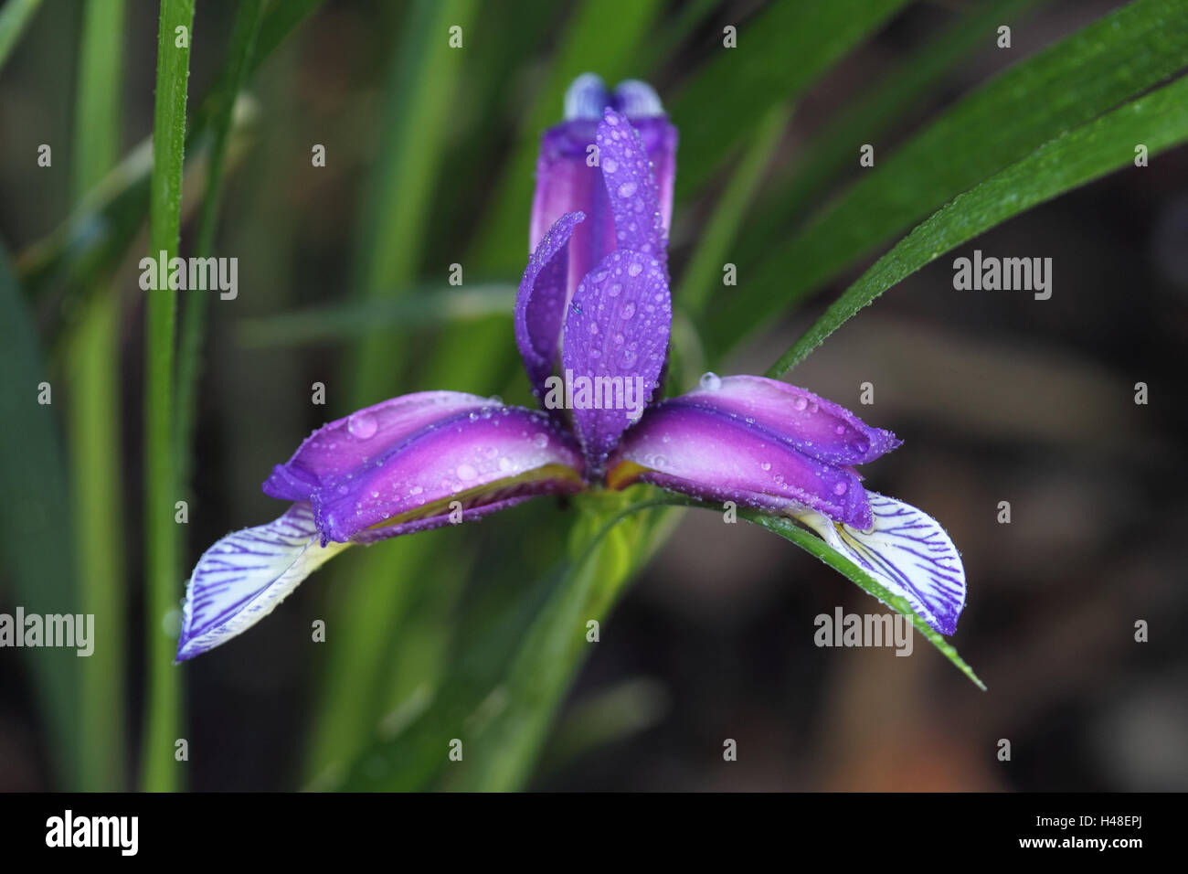 Incroci di iris, blossom, fiore, blossom, malva, dewdrops, gocce acqua, freschezza, formato orizzontale, impianti, iris, Foto Stock