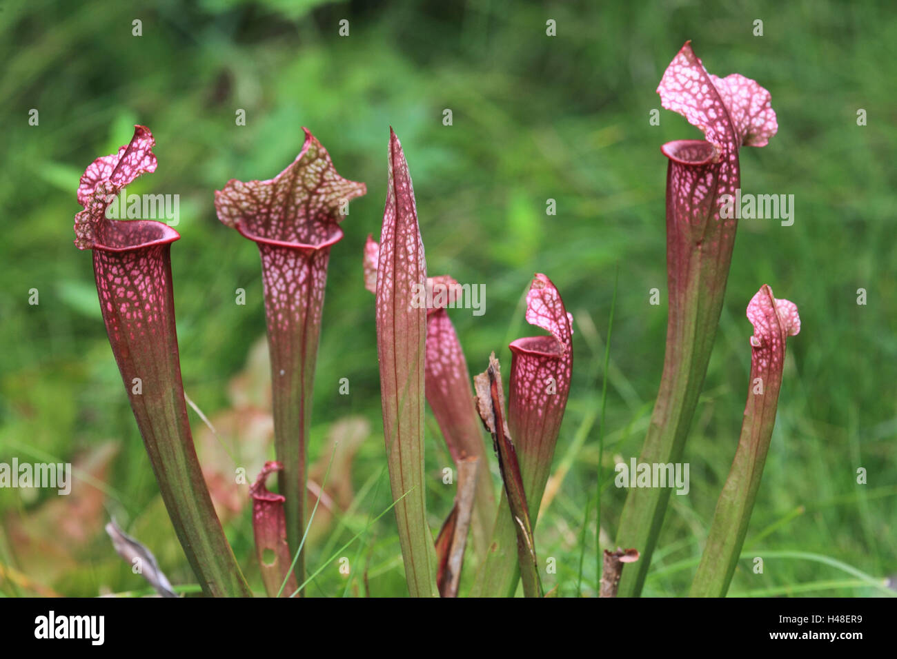 White pianta brocca, fiore pianta carnivora, sfocatura dello sfondo bianco, pianta brocca, pianta, pianta brocca, Nord America, fiori, piante brocca, Sarraceniaceae, Foto Stock