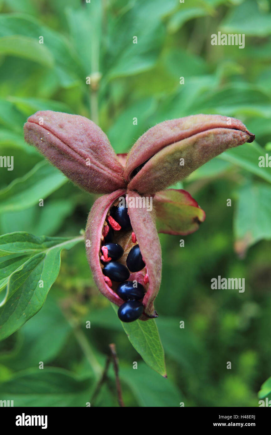 Selvatica Paeonia, seme head, pianta, seme di testa, Wildpäonie, fiore, blossom, chiuso, Bud, giardino, Foto Stock