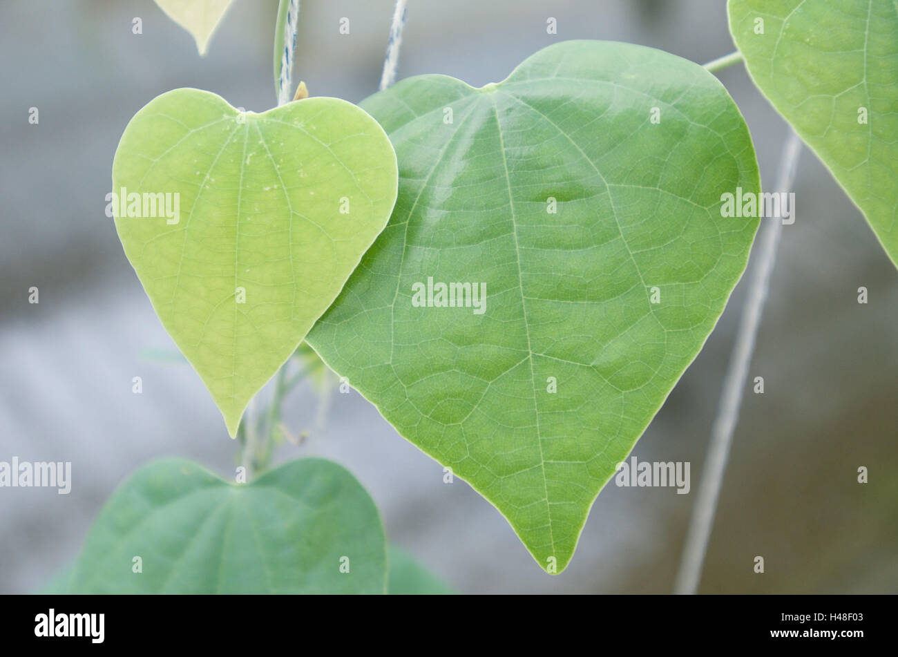 pianta con foglie a forma di cuore