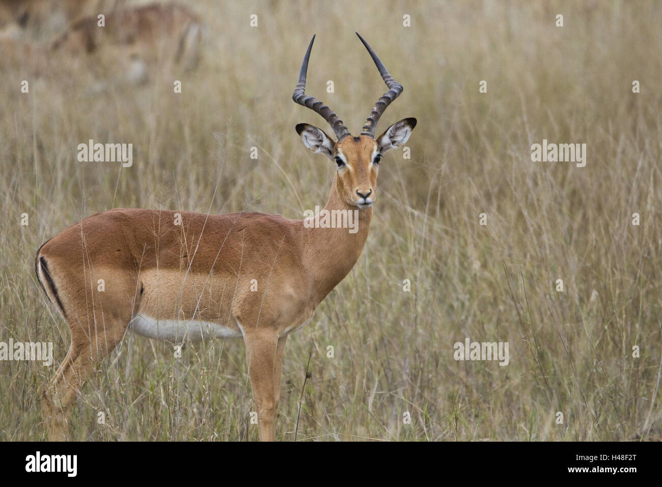 Tacco nero antilope, Foto Stock