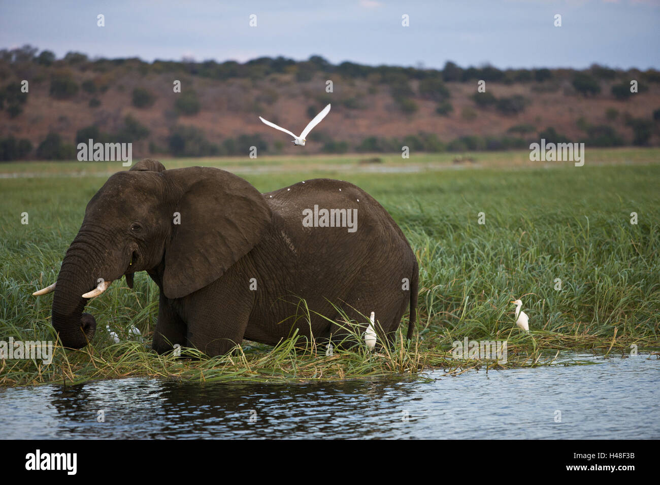 Elefante africano, acqua, reed erba, Foto Stock