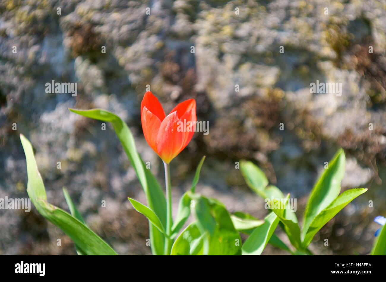 Tulipano singolo, rosso, terrapieno in background, Foto Stock