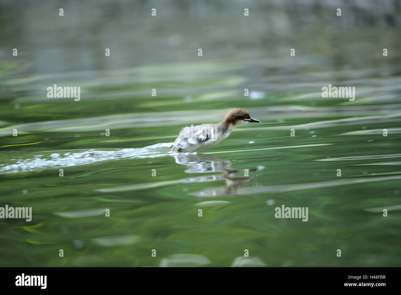 Smergo maggiore, Mergus merganser, pulcini, Foto Stock